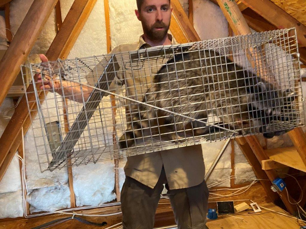 New Orleans raccoon trapping